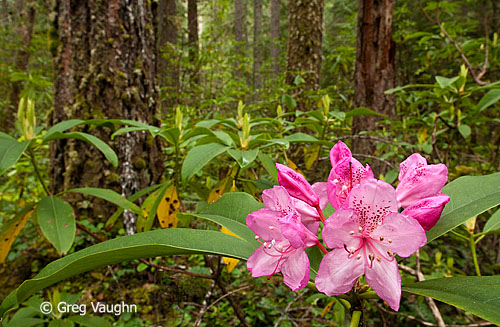 Rhododendron flowering in forest