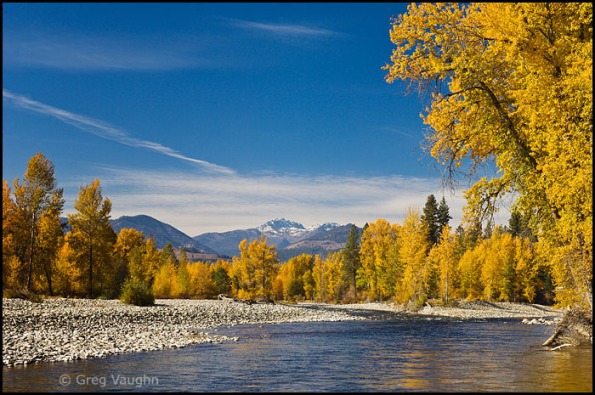Methow River with cottonwood trees in fall color