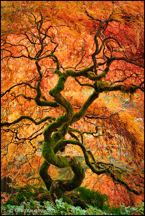 Laceleaf maple tree at Bloedel Reserve Japanese Garden